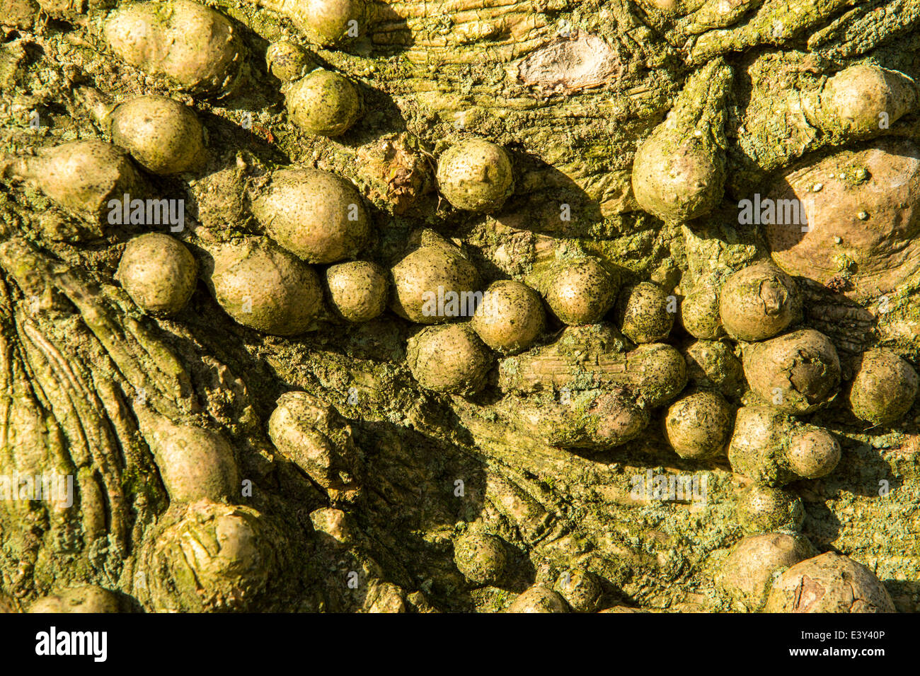 Knobbly growths on a Holly tree trunk in Holehird Gardens, Windermere, Cumbria, UK. Stock Photo