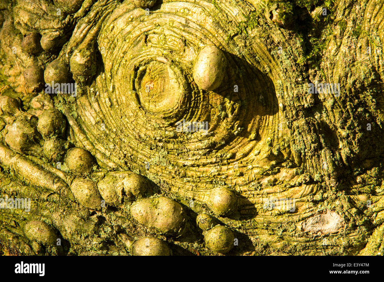 Knobbly growths on a Holly tree trunk in Holehird Gardens, Windermere, Cumbria, UK. Stock Photo