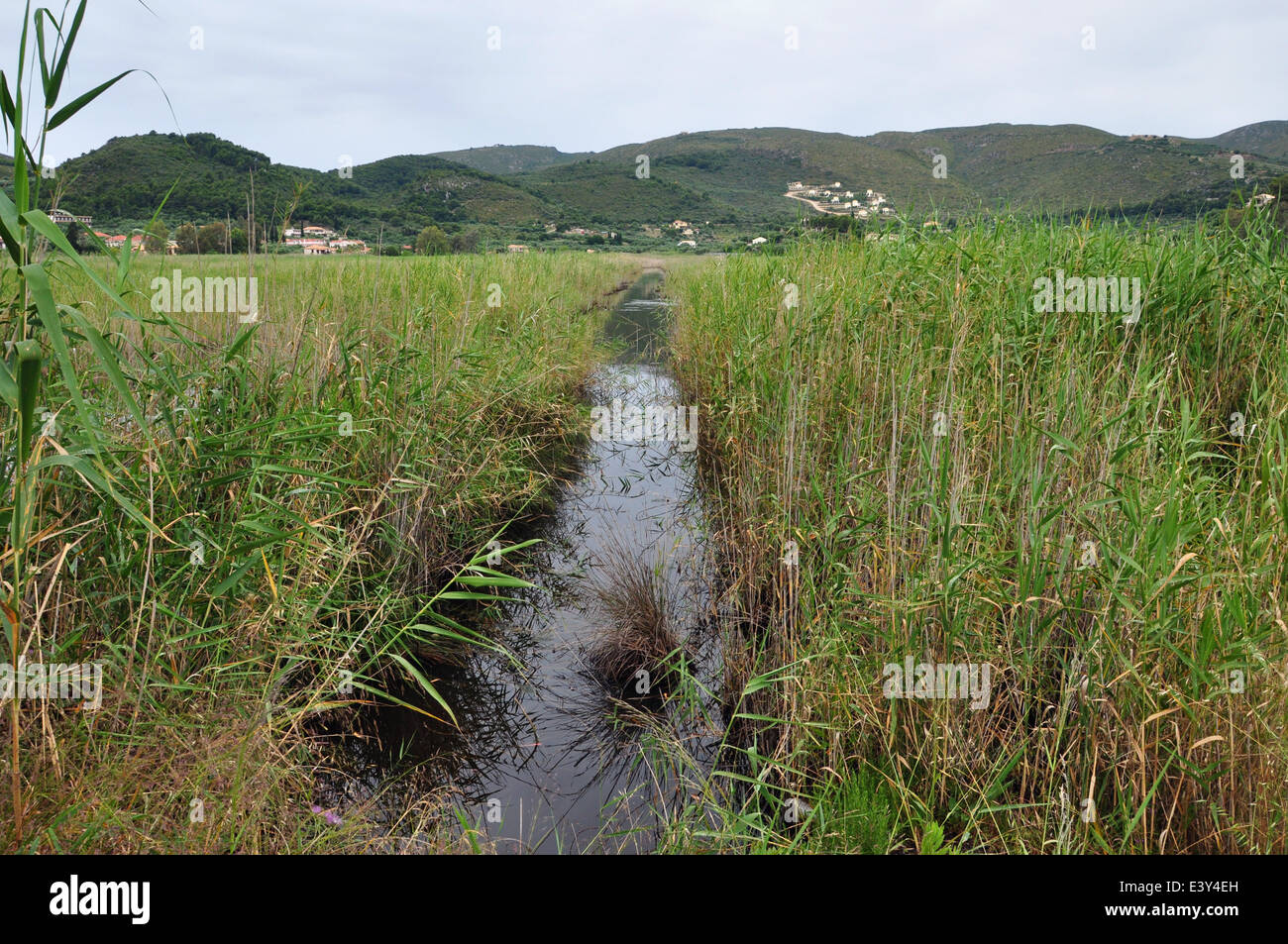 Wetland vegetation marshland reeds small river and distant mountain village. Stock Photo