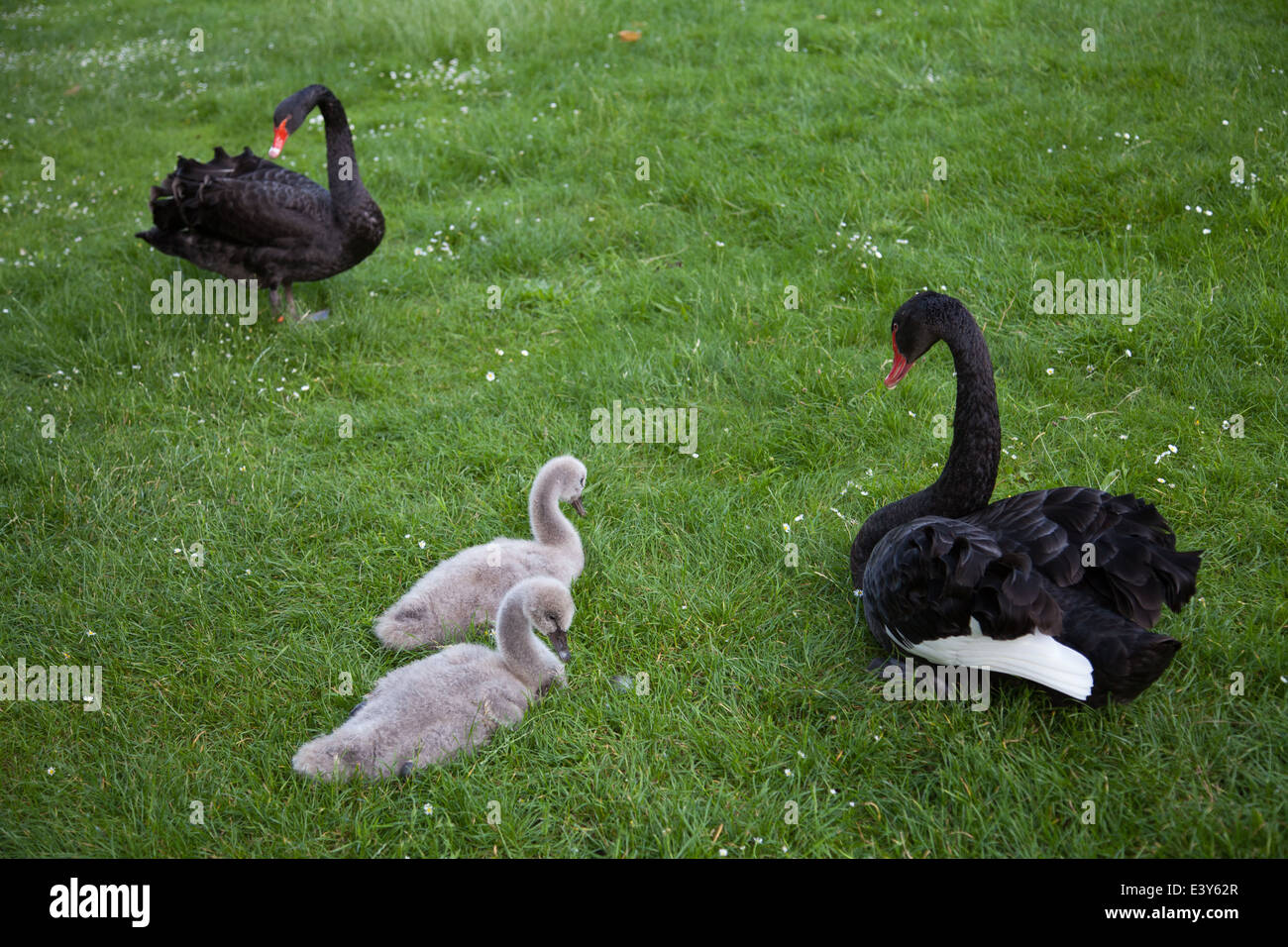 Swan Paris High Resolution Stock Photography and Images - Alamy