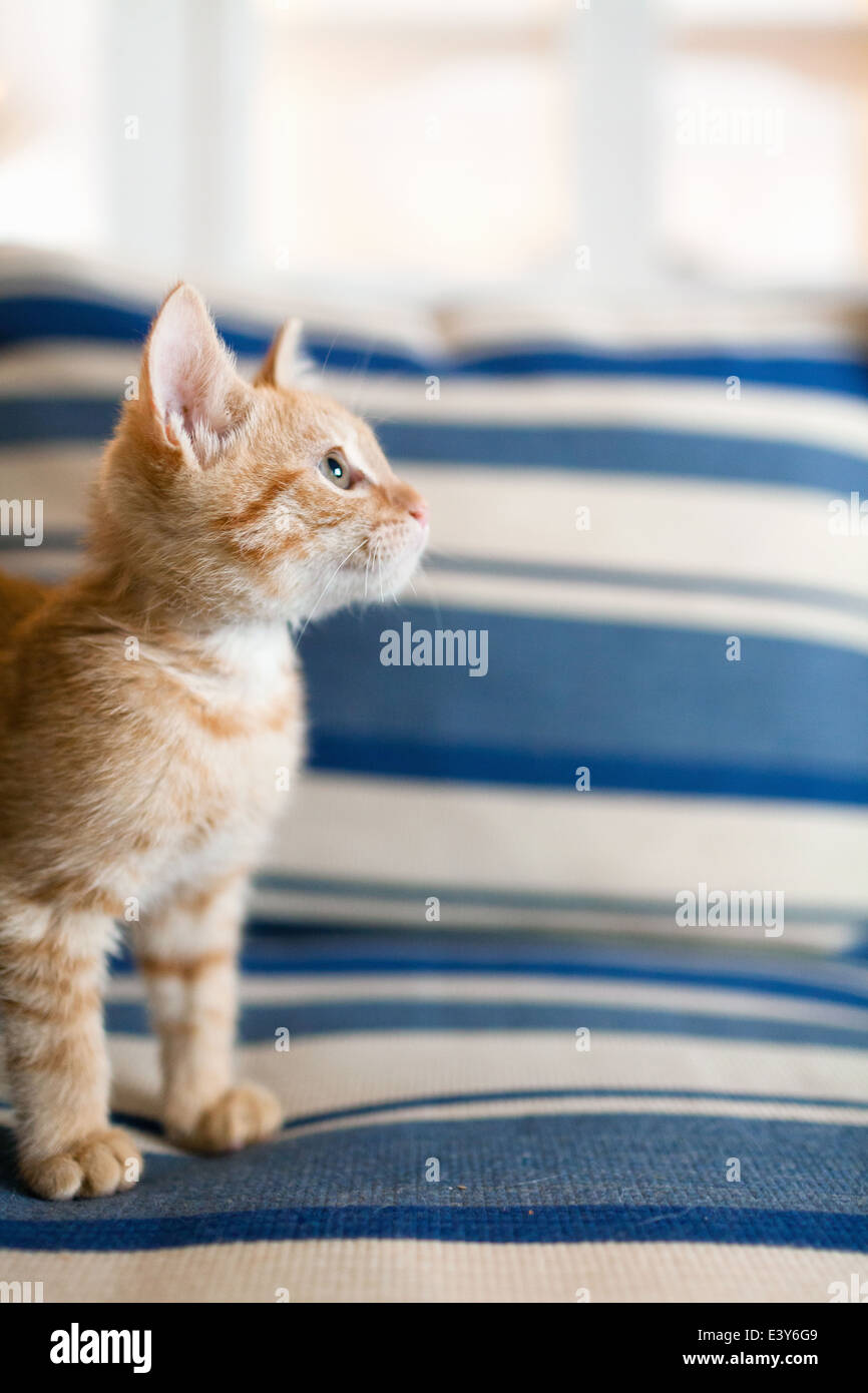 Orange tabby kitten sitting on sofa Stock Photo - Alamy