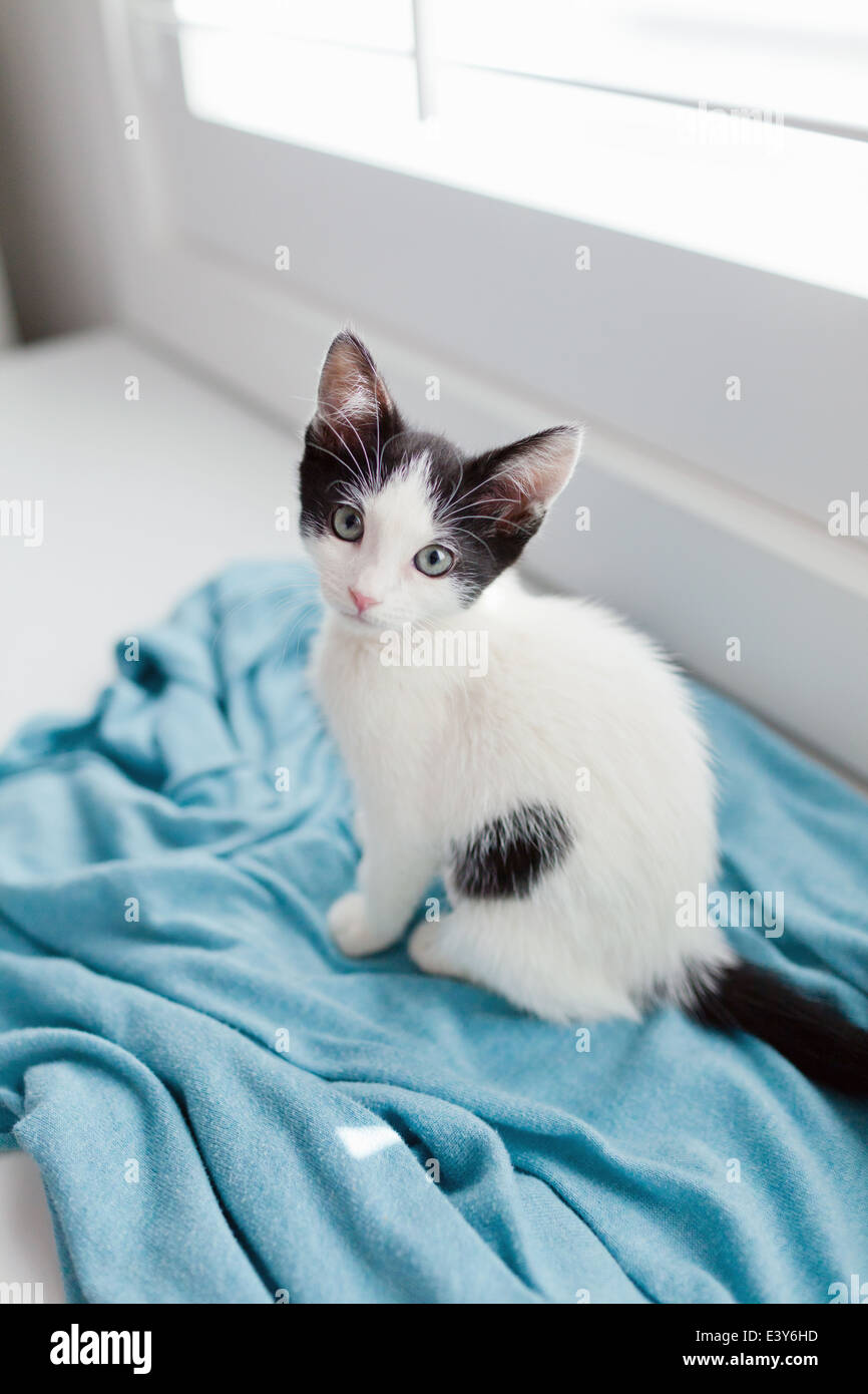 Kitten sitting on blanket Stock Photo - Alamy