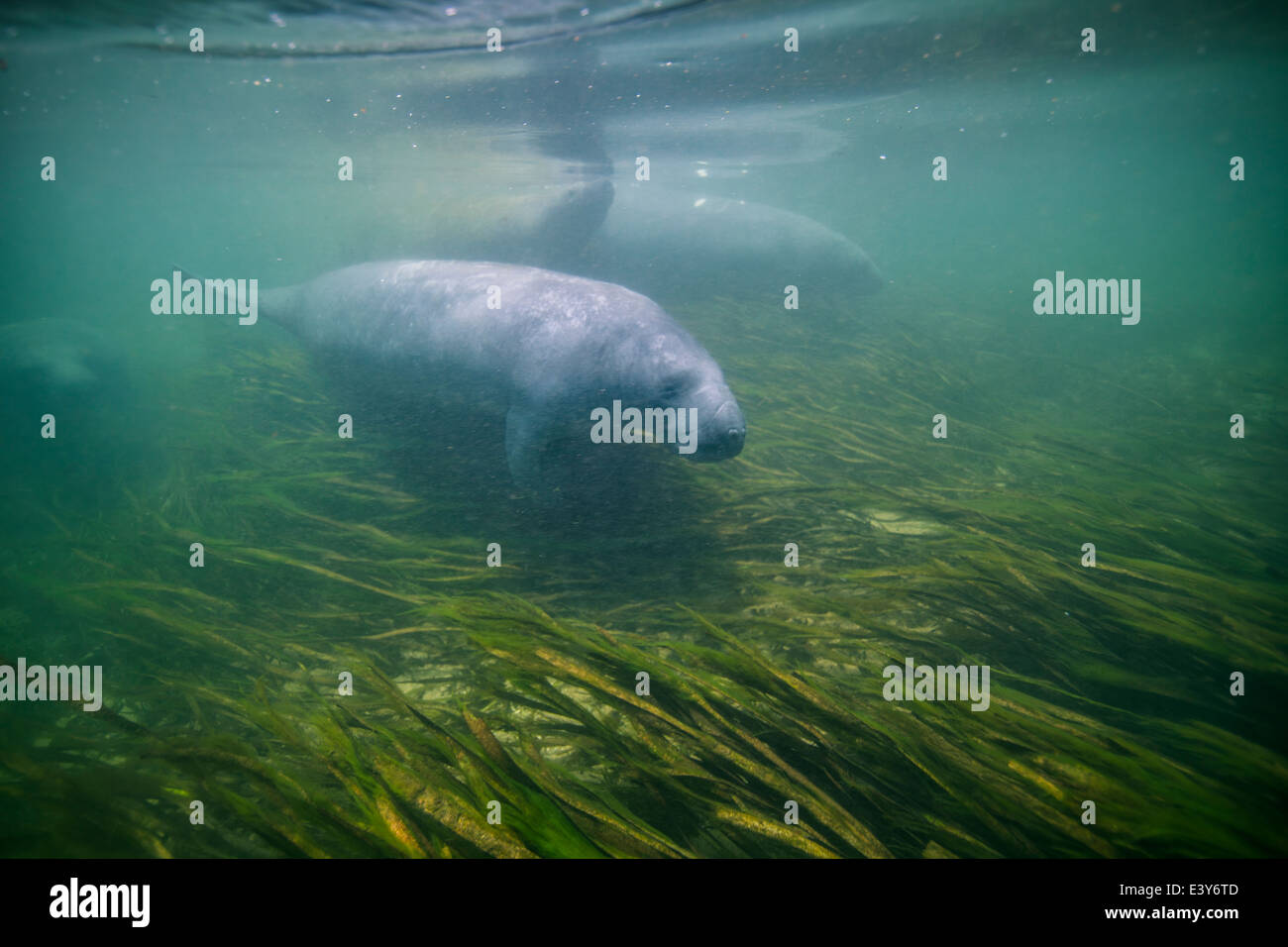 A pod of manatees swim in Wakulla Springs, Florida, USA Stock Photo - Alamy