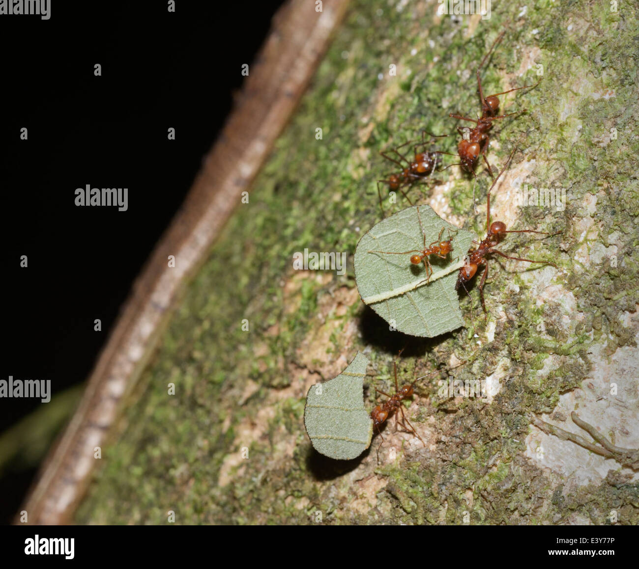 Leaf cutter ants, Atta sp., with members of different polymorphic castes of the colony - soldier, various types of workers Stock Photo