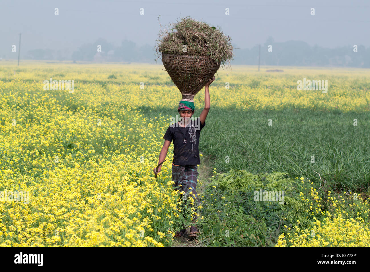Children in mustard field ,Image; Commerce; Country; Crop; Cultivate