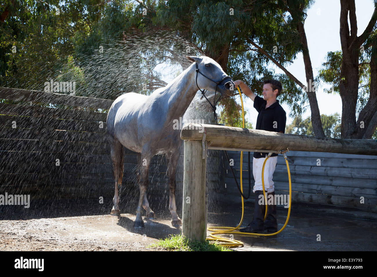 Mid adult man washing horse using hose Stock Photo Alamy