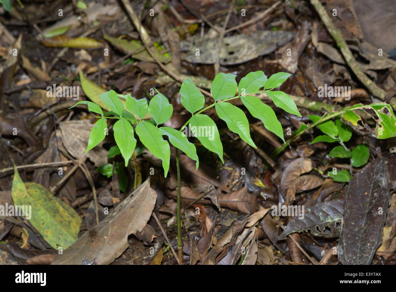 Sapling almond tree, Dipteryx panamensis, lowland rainforest, Chilamate, Costa Rica Stock Photo