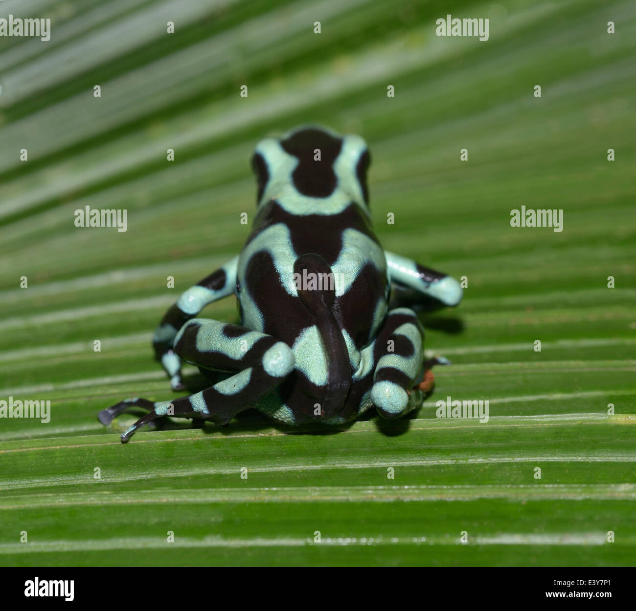 Green and Black Poison Frog, Dendrobates auratus, male carrying tadpole on his back Stock Photo