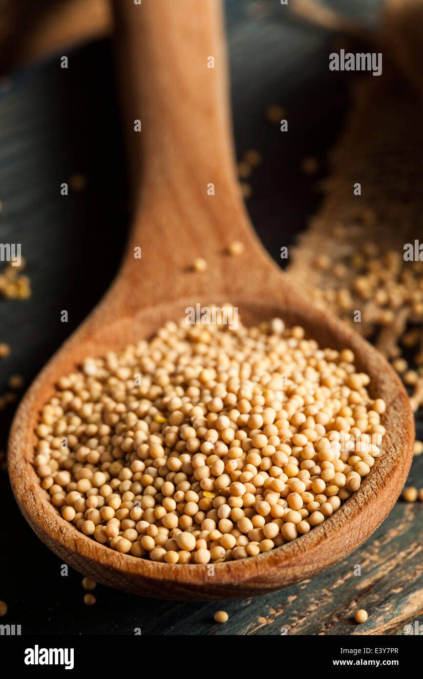 Raw Organic Mustard Seeds in a Spoon Stock Photo Alamy
