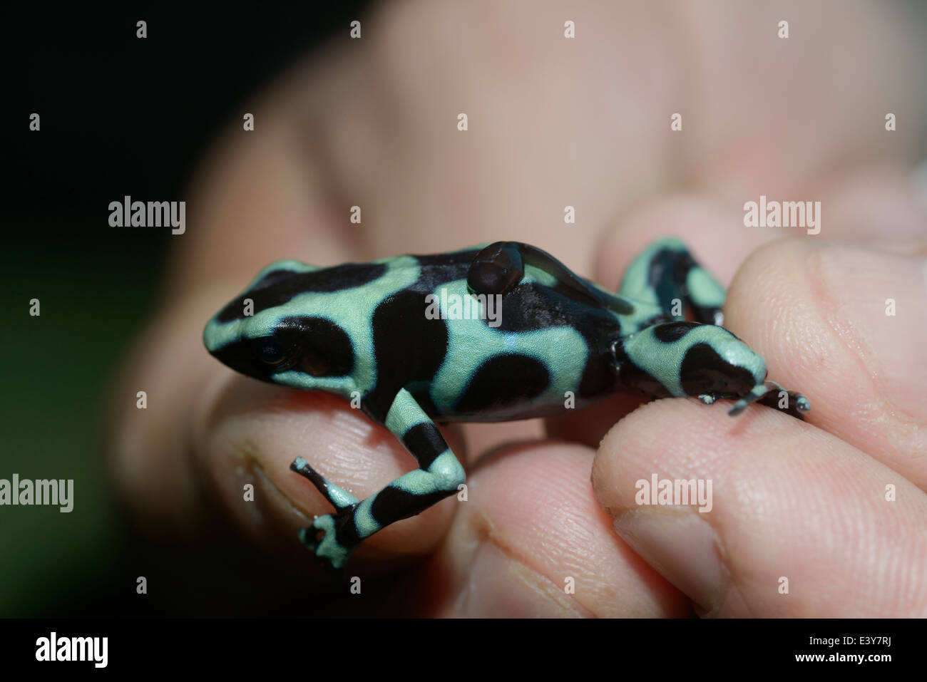 Green and Black Poison Frog, Dendrobates auratus, male carrying tadpole on his back - held by researcher Stock Photo