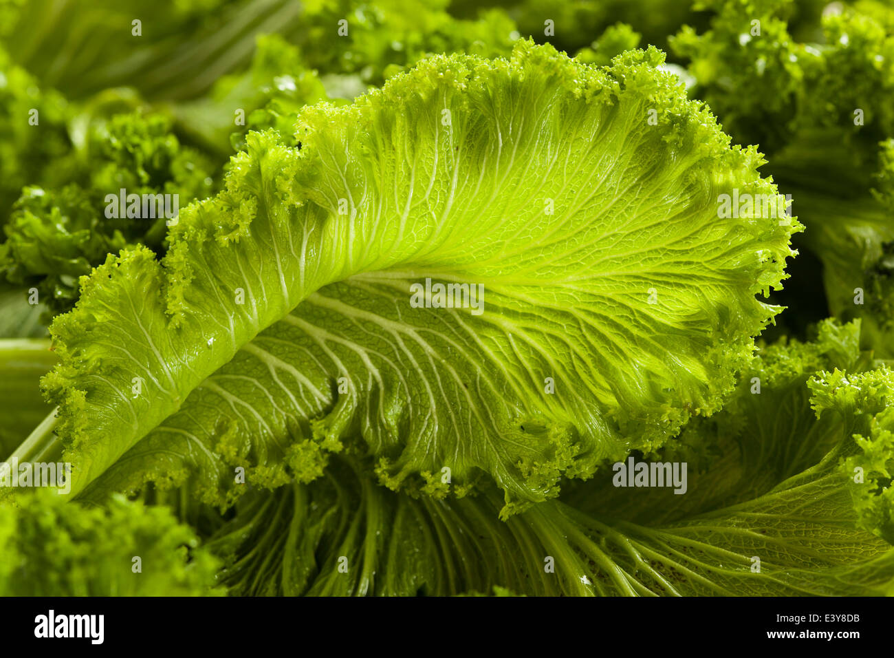 Mustard Greens High Resolution Stock Photography and Images Alamy