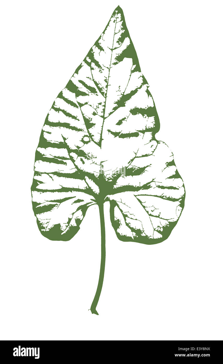 A typical ivy leaf isolated on a white background Stock Photo - Alamy