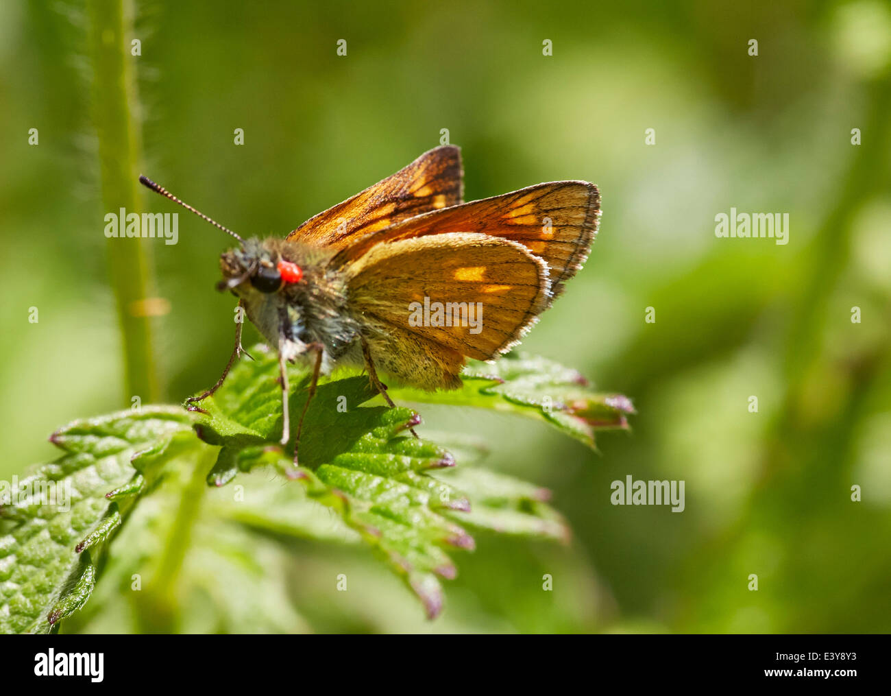 Large Skipper butterfly with parasite. Box Hill, Dorking, Surrey, England. Stock Photo