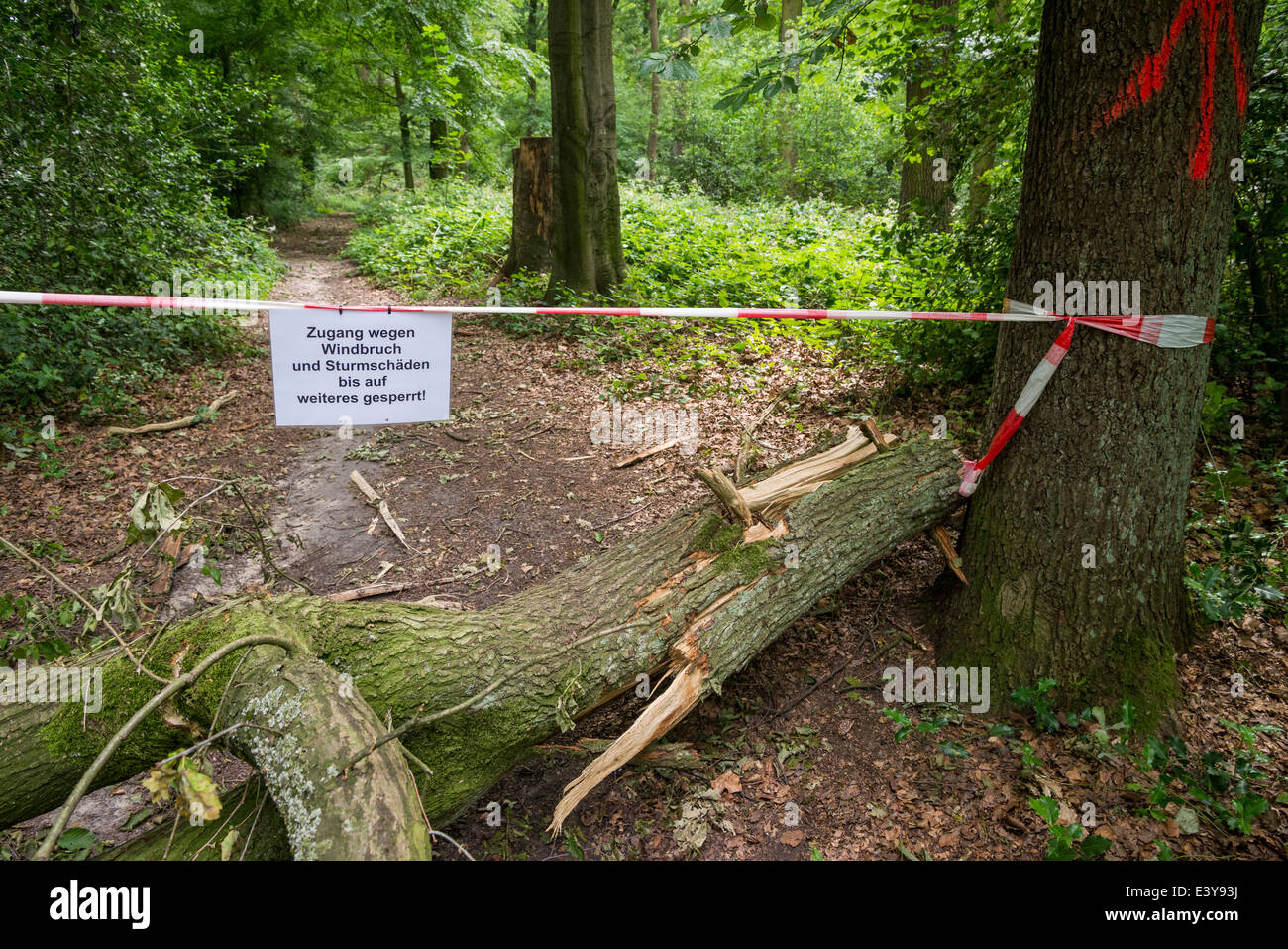 Forest Inaccessible A forest in Waltrop is inaccessible and closed after thunderstorm Ela ...