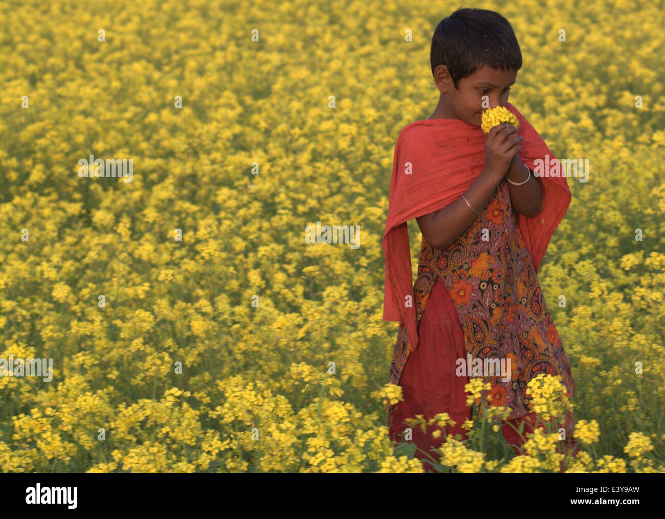 mustard field in Bangladesh Mustard is a cool weather crop and is grown