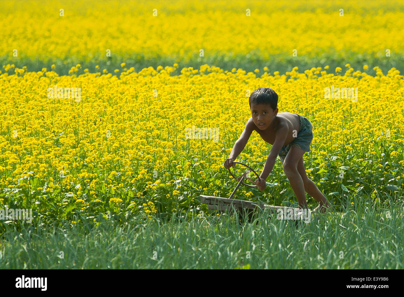 mustard field in Bangladesh Mustard is a cool weather crop and is grown