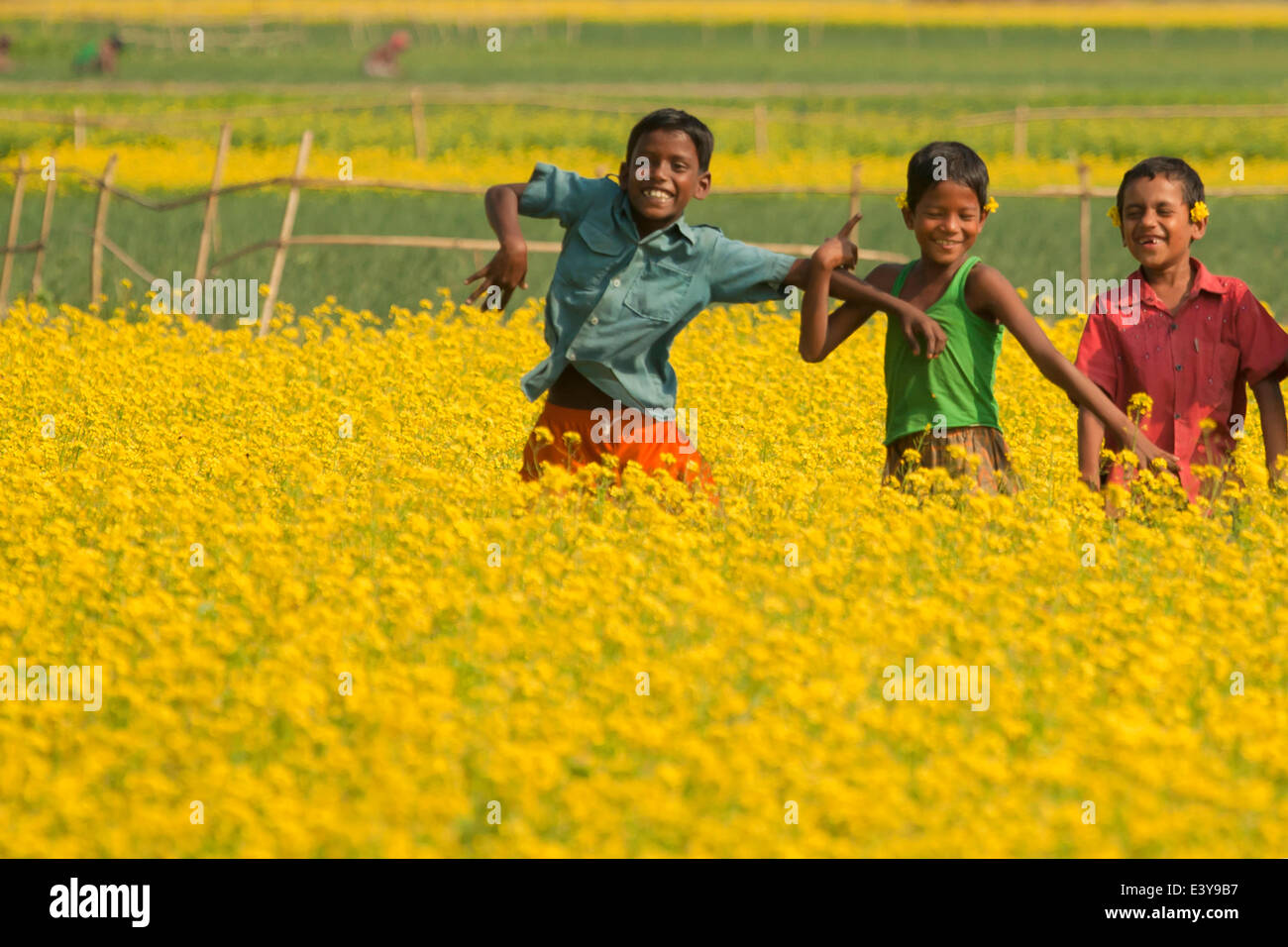 mustard field in Bangladesh Mustard is a cool weather crop and is grown