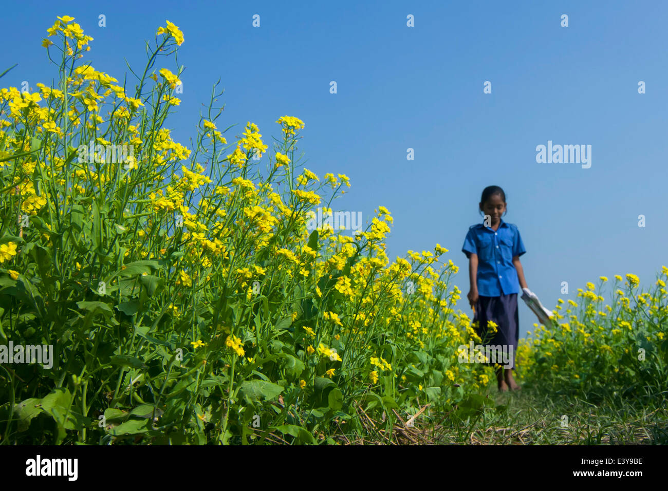 Mustard Seed Plant Fully Grown
