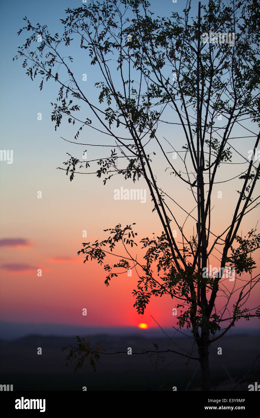 Red sunset after a tree Stock Photo
