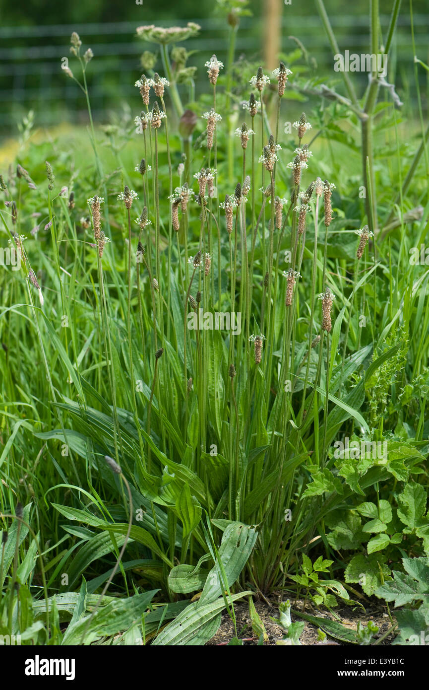 Ribwort plantain or lamb's tongue, Plantago lanceolata, flowering Stock Photo