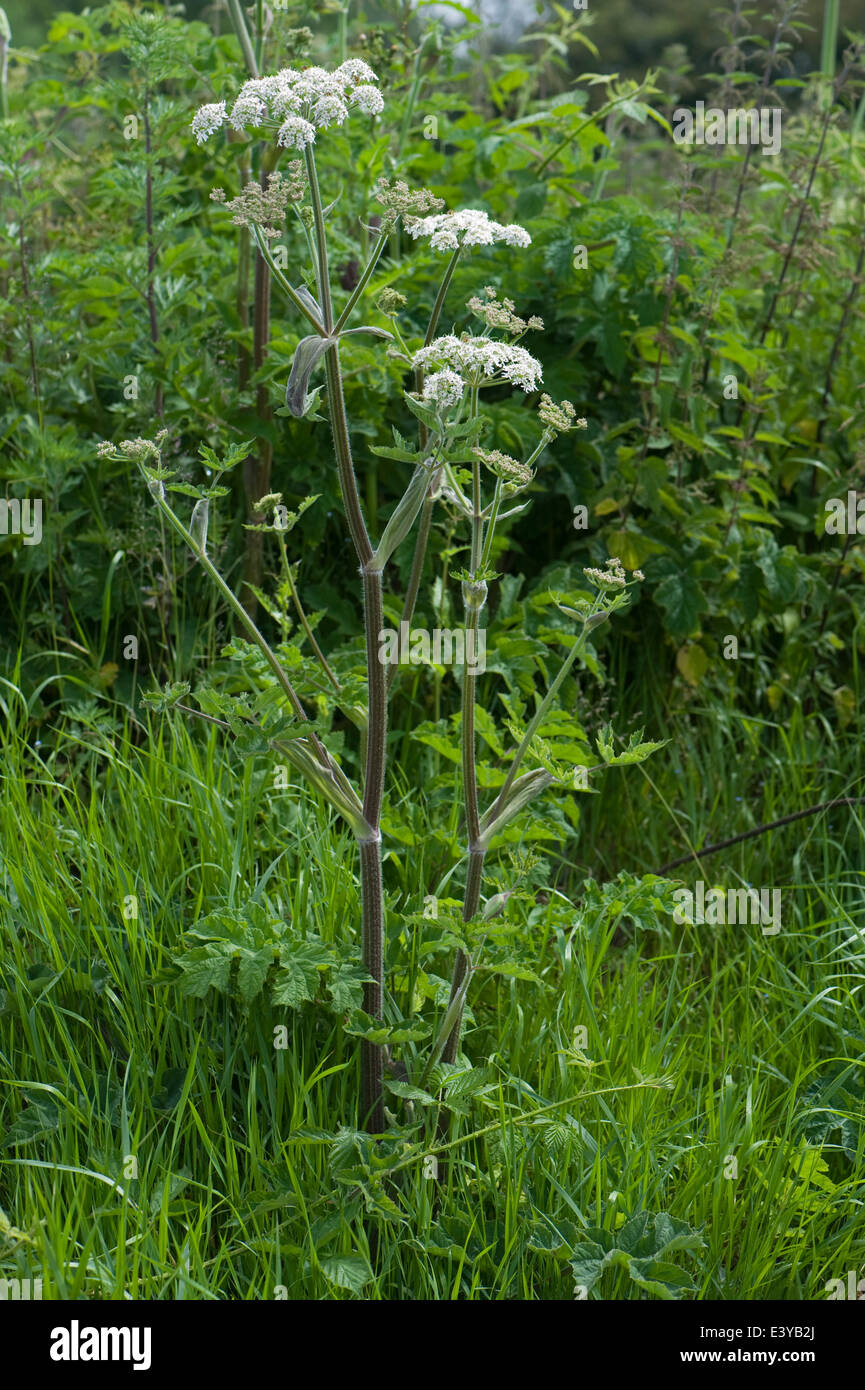 Hogweed, Heracleum sphondylium; white umbellifer flowers on waste ground in summer Stock Photo