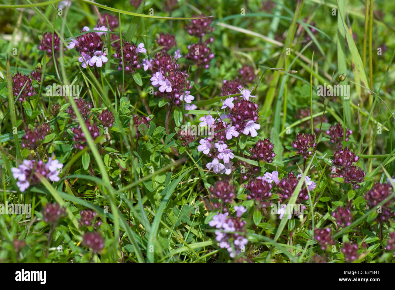 Wild thyme, Thymus vulgaris, flowering in short chalkland pasture Stock Photo