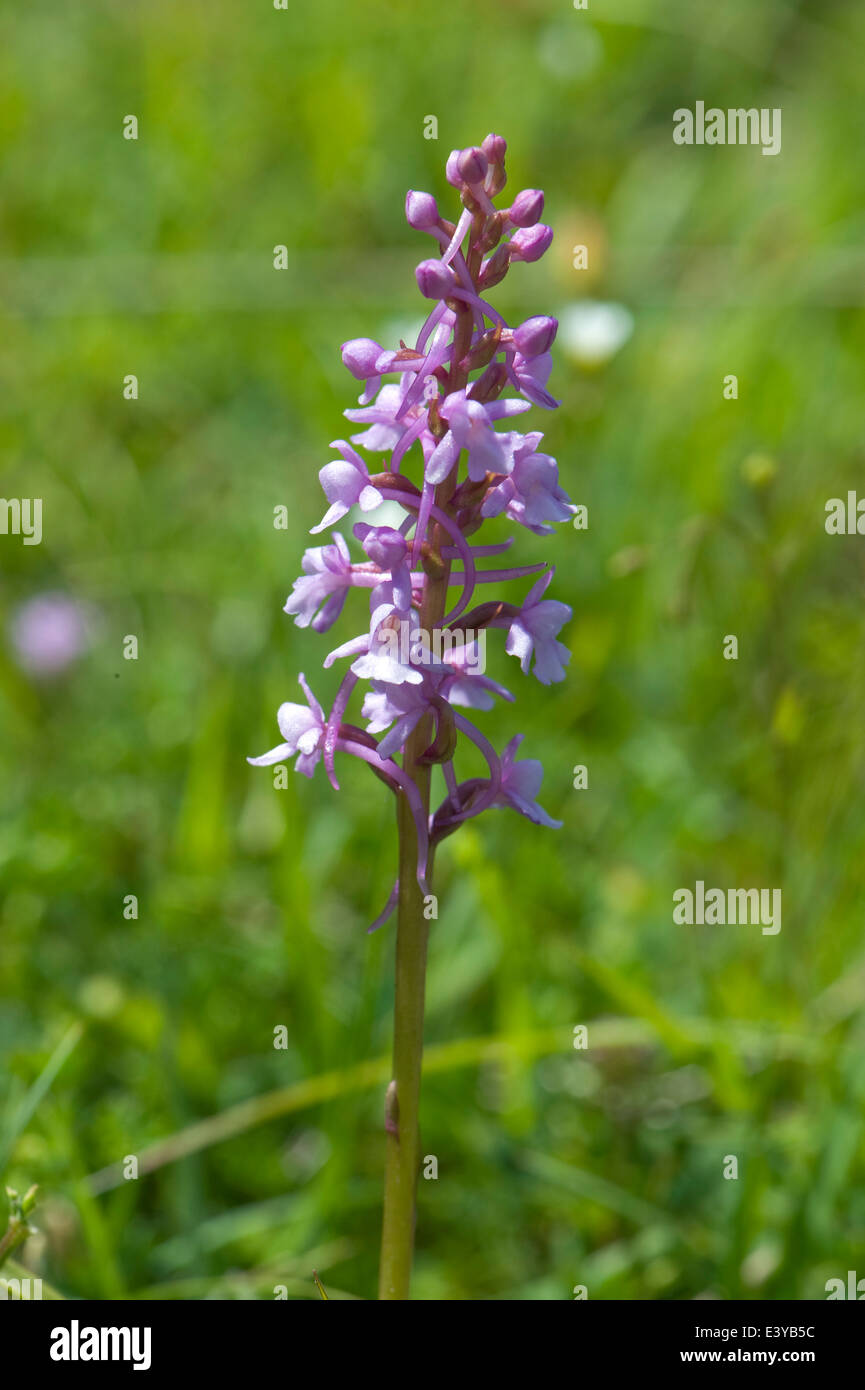 A fragrant orchid, Gymnadenia conopsea, flowering plant in short chalk grassland in summer Stock Photo