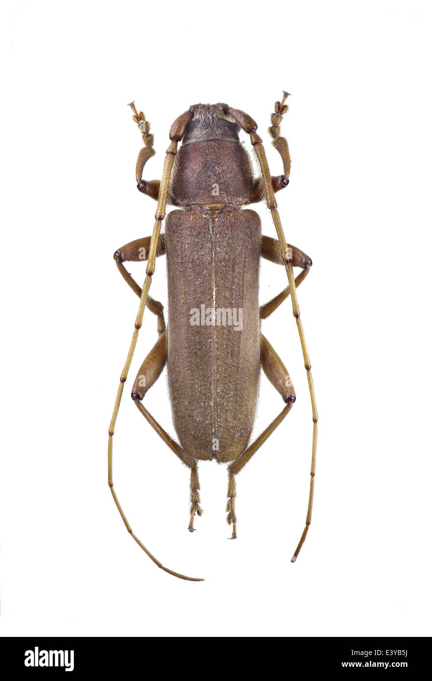 Coleoptera; Cerambycidae; Stromatium unicolor; male; Olivier 1795 Stock Photo