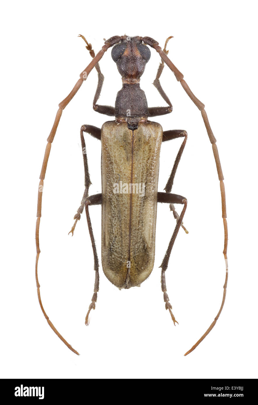 Coleoptera; Vesperidae; Vesperus fuentei; male; Pic 1905; Stock Photo