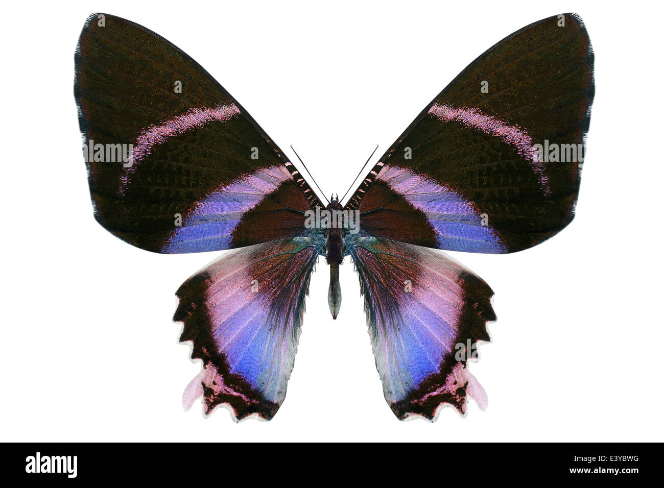 beautiful butterfly isolated on a white background Stock Photo - Alamy