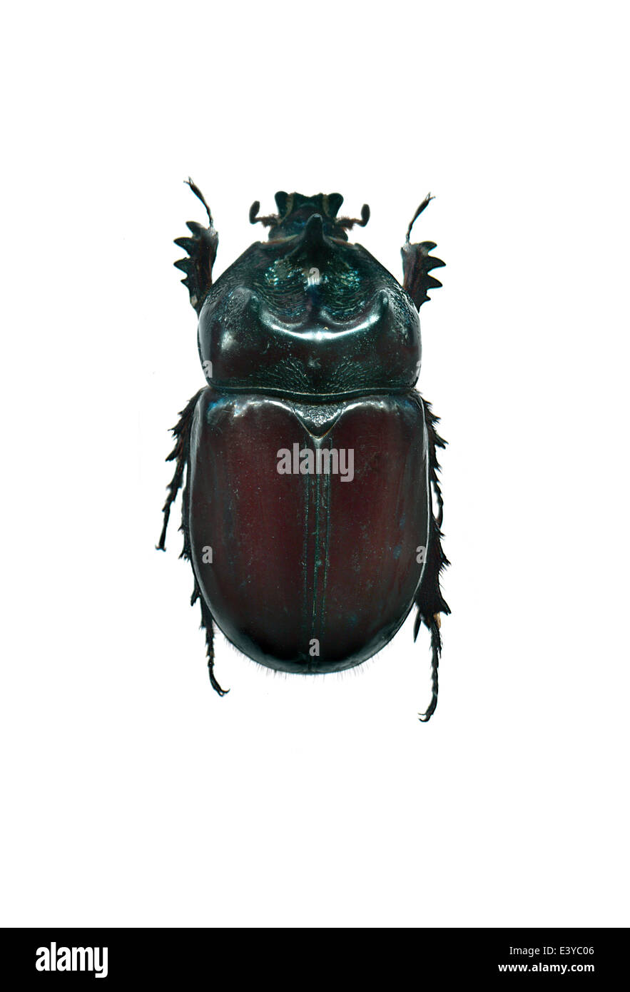 coleoptera; Scarabaeidae; Strategus sp; Linnaeus 1758; Rhinoceros Beetle Stock Photo