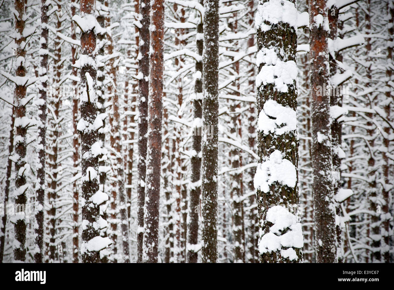 Pine forest covered in snow Stock Photo - Alamy
