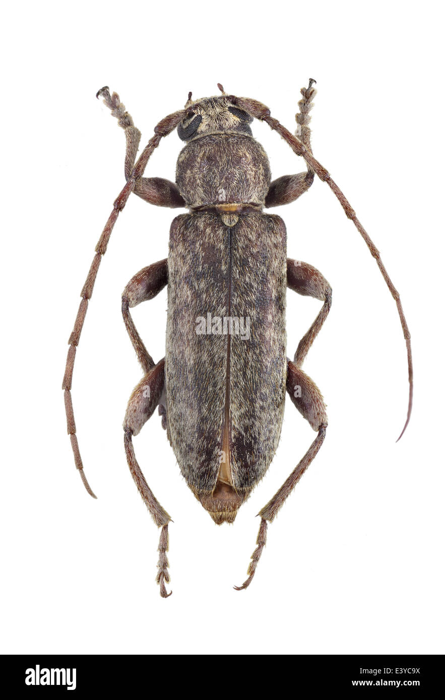 Coleoptera; Cerambycidae; Trichoferus griseus; male; Fabricius 1792; L: 23mm; Stock Photo