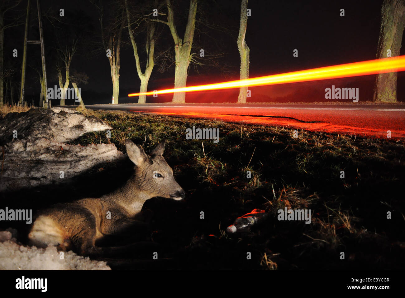 Deer car crash hires stock photography and images Alamy