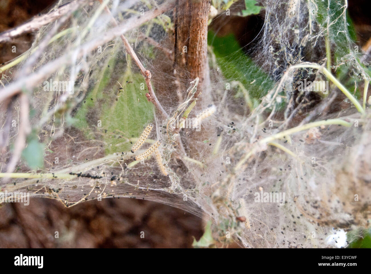 silkworm on a mulberry tree Stock Photo Alamy