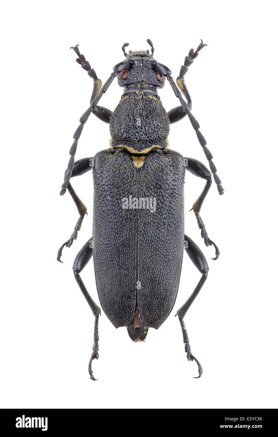 Coleoptera; Cerambycidae; Sictoleptura scutellata; female; Fabricius 1781; 23 mm; Stock Photo