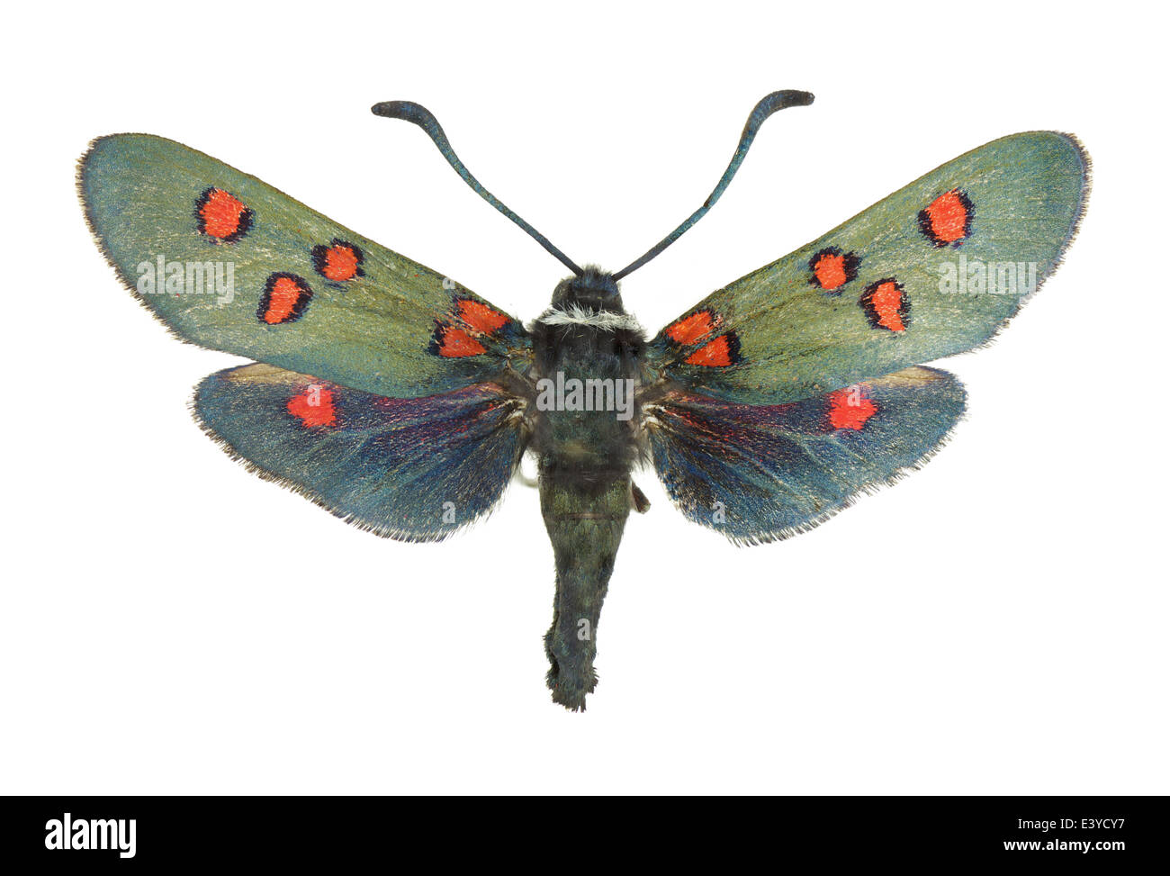 Lepidoptera; Zygaenidae; Zygaena lavandulae; Esper 1783; Stock Photo