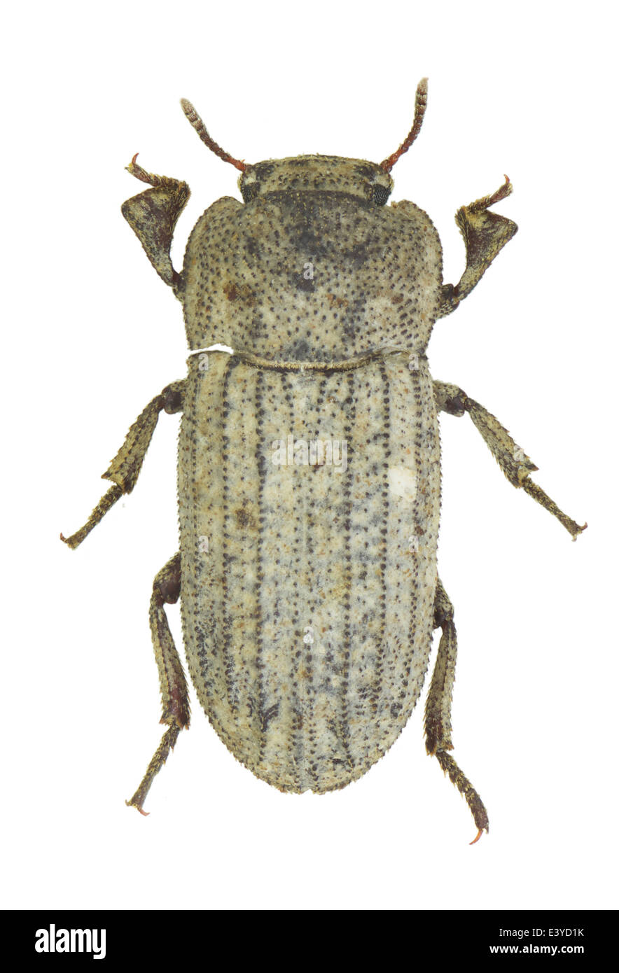 Coleoptera; Tenebrionidae; Scleron armatum; Waltl 1835; Stock Photo