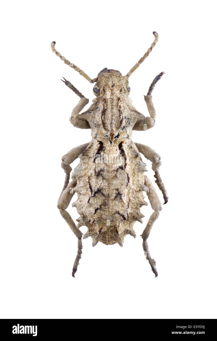 Coleoptera; Tenebrionidae; Sepidium bidentatum; male; Solier 1843; Stock Photo