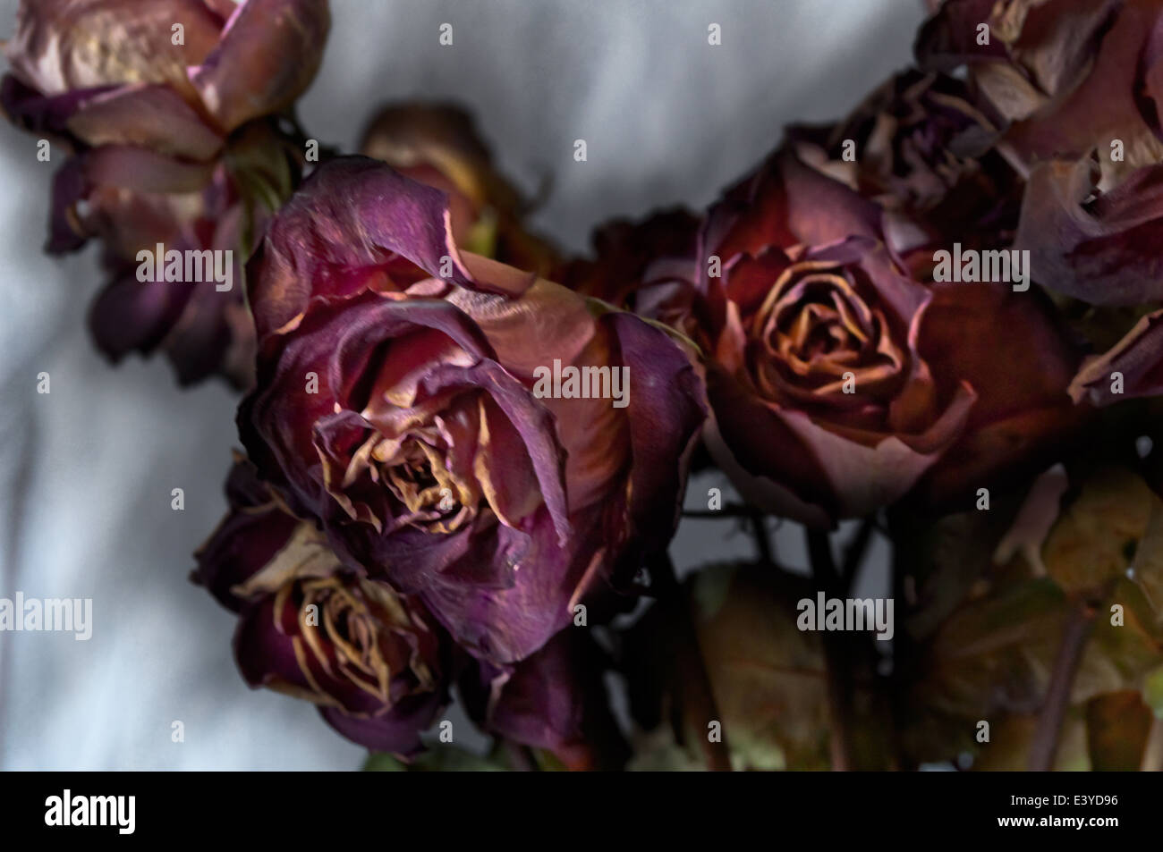 Nearly Dead Roses Roses maroon hi-res stock photography and images - Alamy