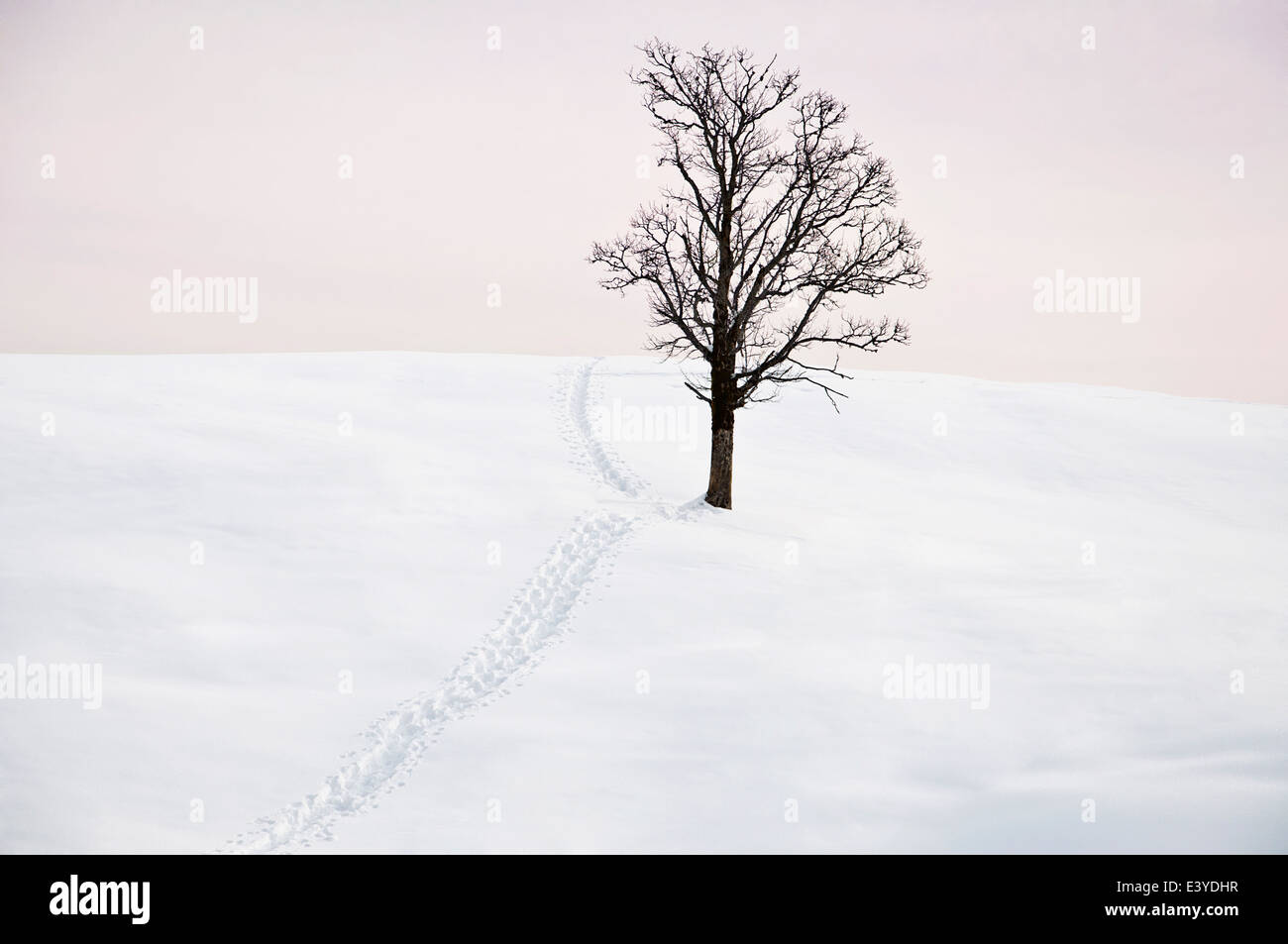 Single bald tree in winter with footsteps in the snow Stock Photo
