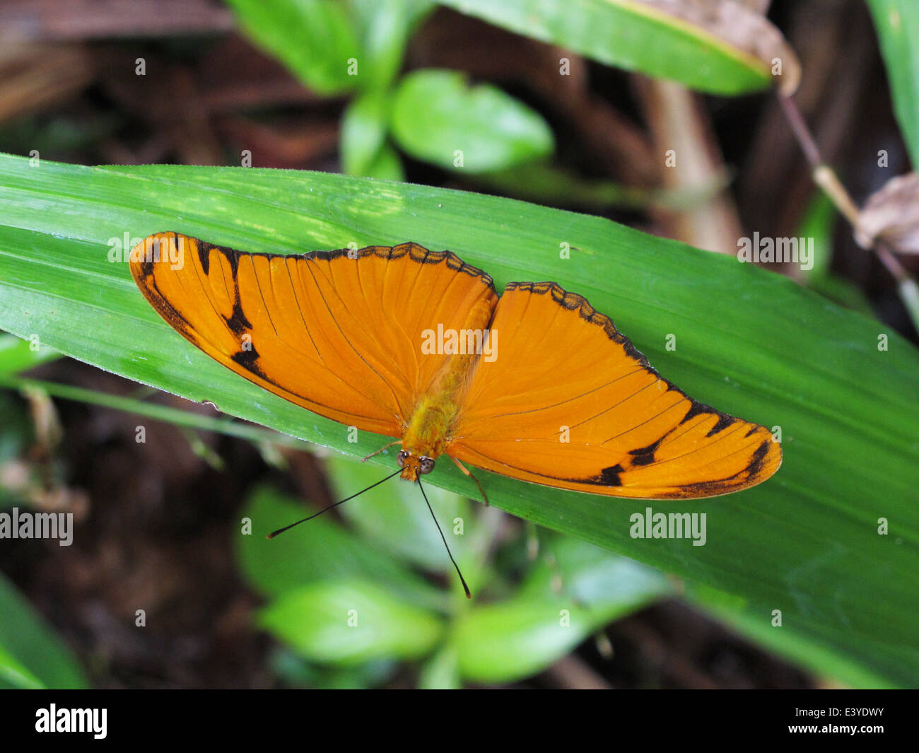 An orange butterfly on jungle leaf on the island of Dominica. Stock Photo