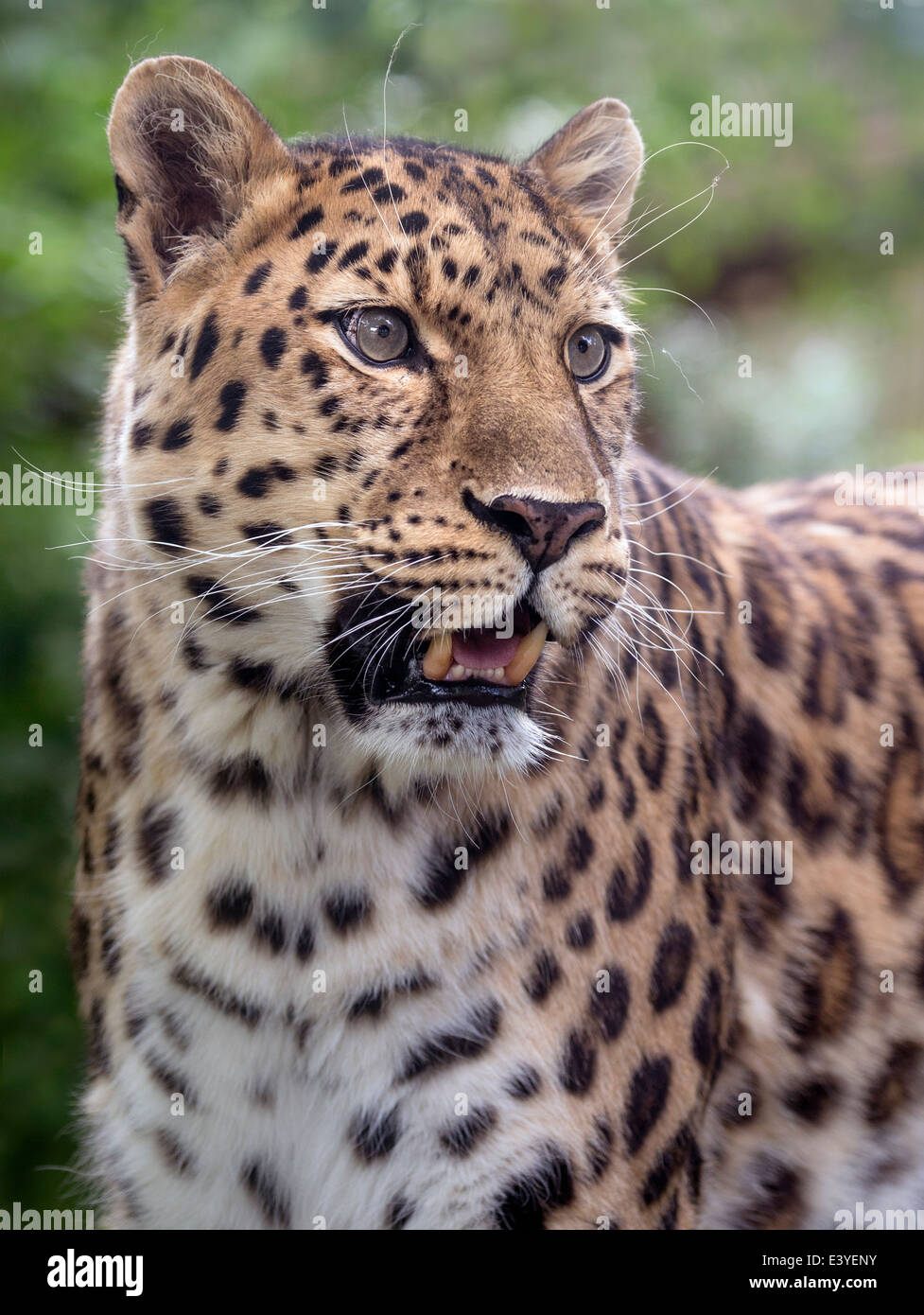 Male Amur leopard Stock Photo