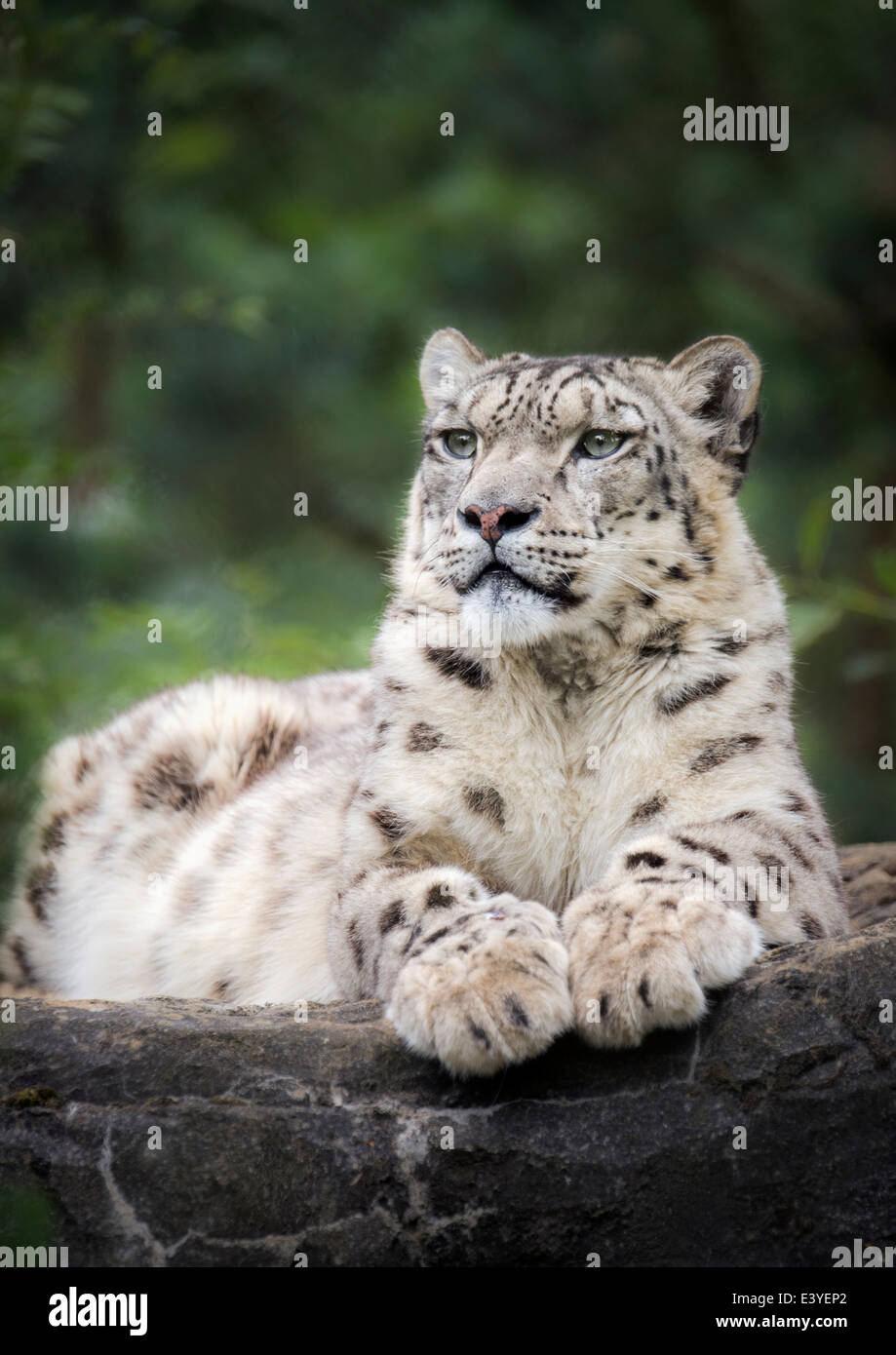 Male Snow Leopard On Rocks Stock Photo Alamy Male Snow Leopard On Rocks Stock Photo Alamy