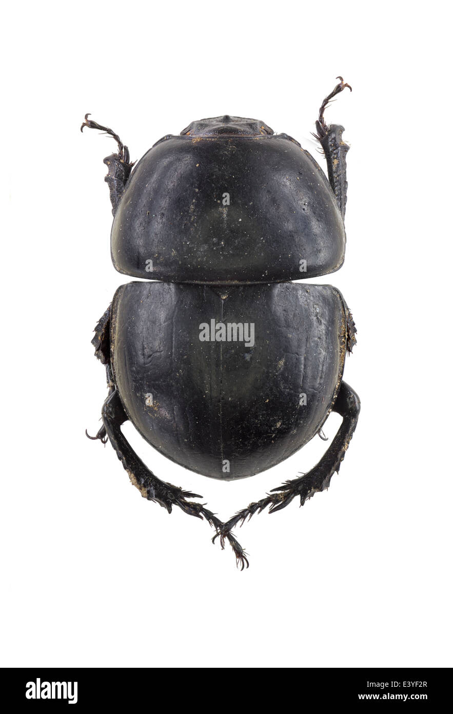 Coleoptera; Geotrupidae; Thorectes valencianus; Baraud 1966; Stock Photo