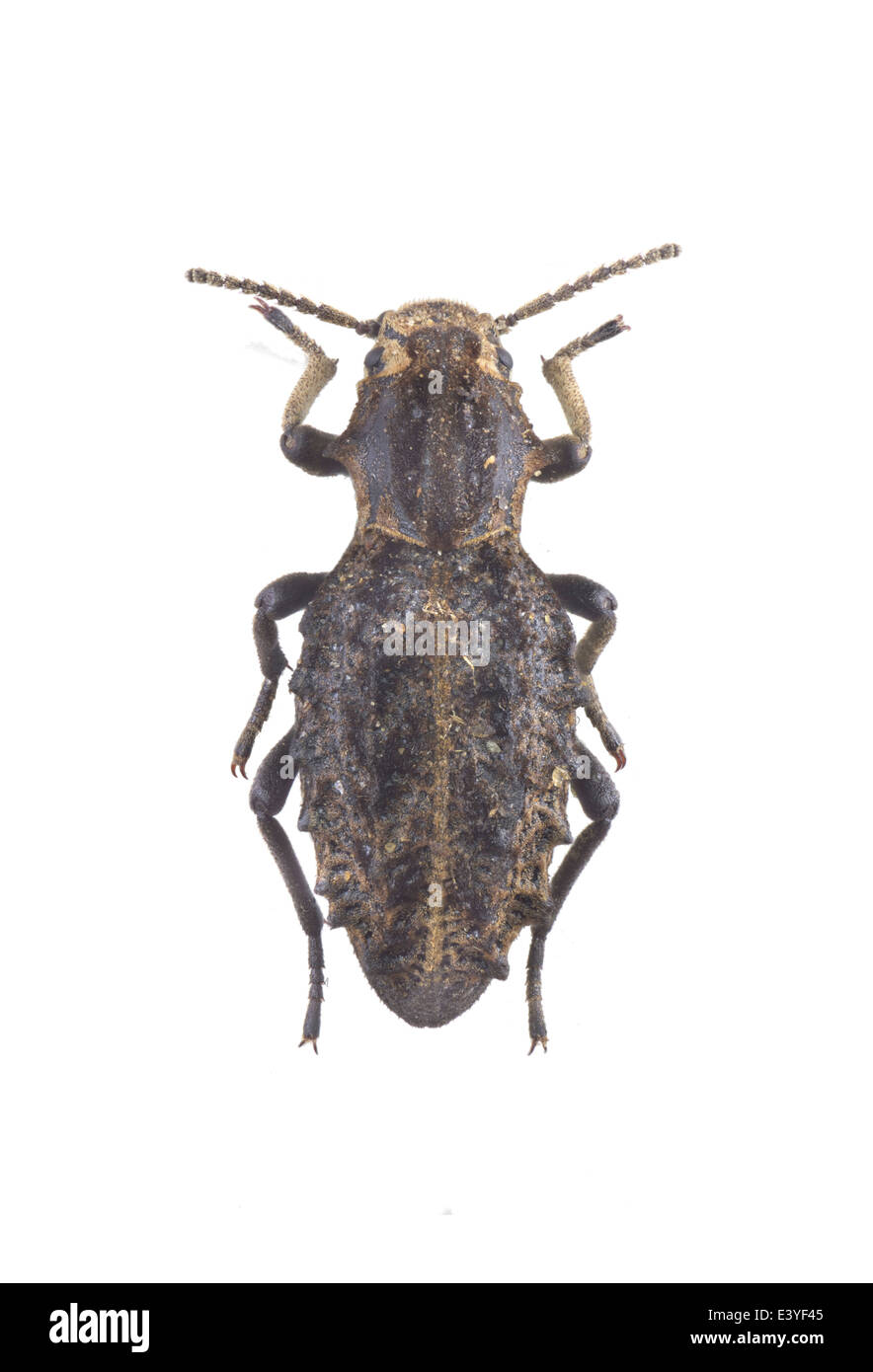 Coleoptera; Tenebrionidae; Sepidium bidentatum; female; Solier 1843; Stock Photo