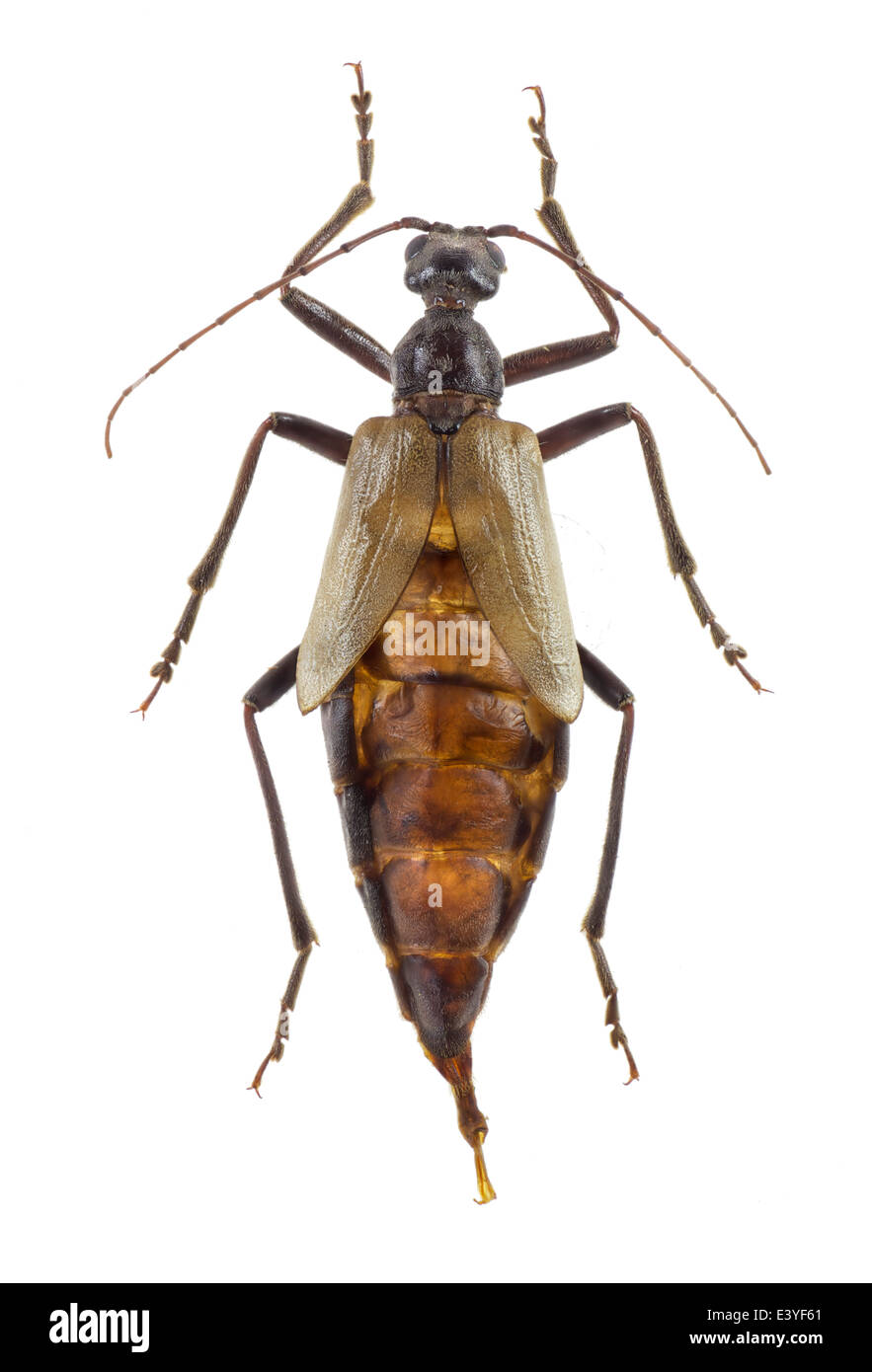 Coleoptera; Vesperidae; Vesperus xatarti: female; Mulsant 1839; L: 60 mm Stock Photo
