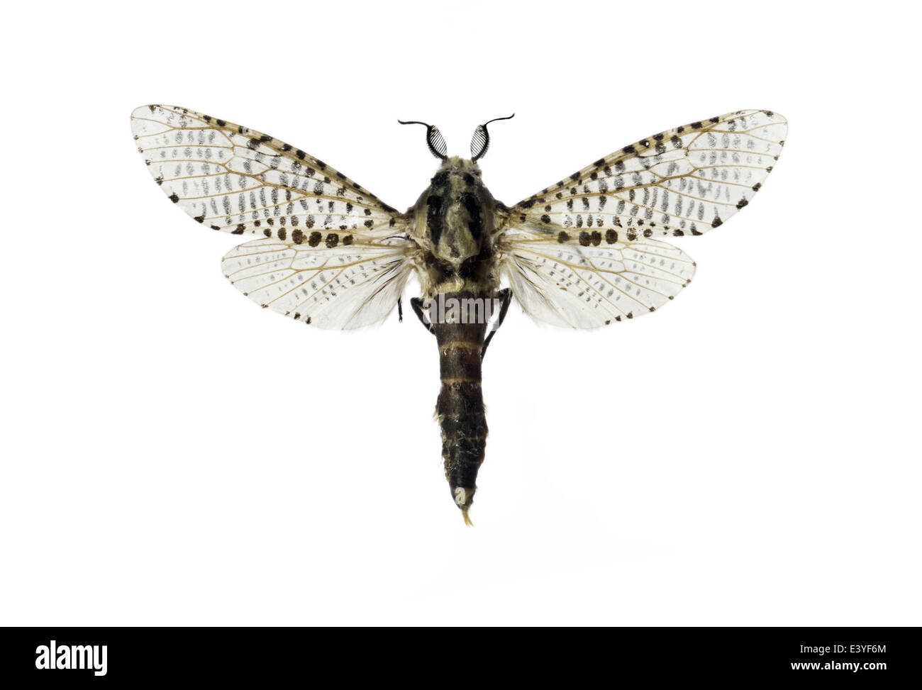 Lepidoptera; Cossidae; Zeuzera pyrina; Linnaeus 1761; Leopard Moth Stock Photo