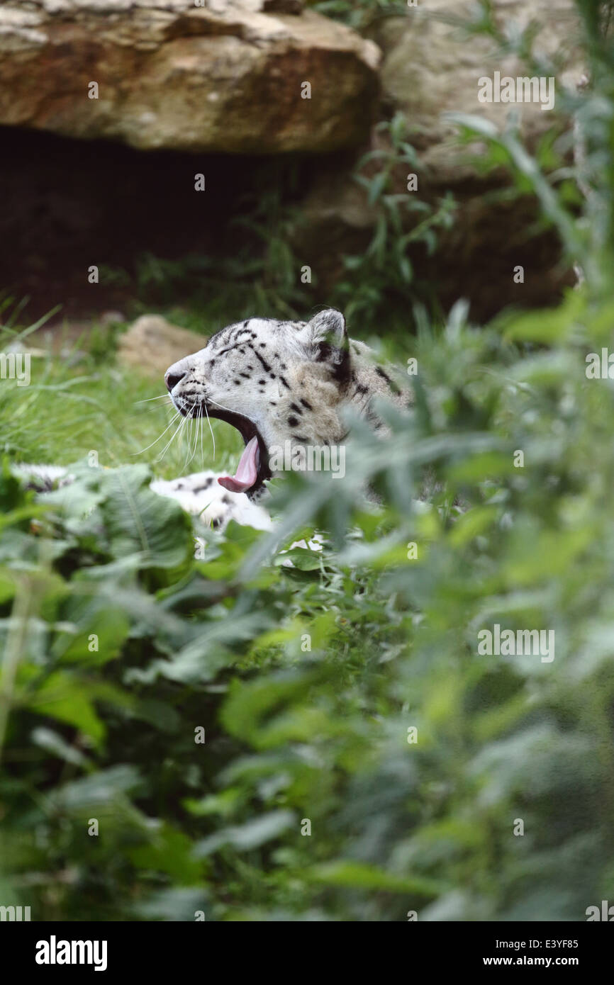 Snow Leopard at a UK zoo Stock Photo - Alamy