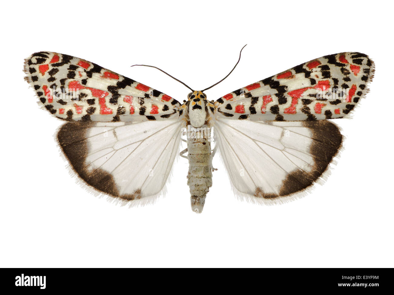Lepidoptera; Arctiidae; Utetheisa pulchella; Linnaeus 1758; Crimson speckled Flunkey; Stock Photo
